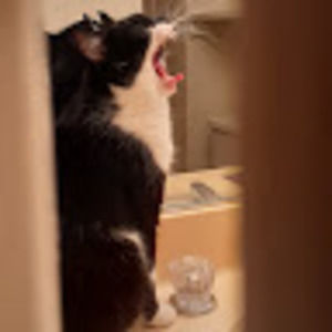 Meet your Posher, Dana